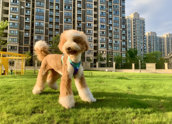 股合网 巨贵犬和博美：一场好笑的 “委屈戏”