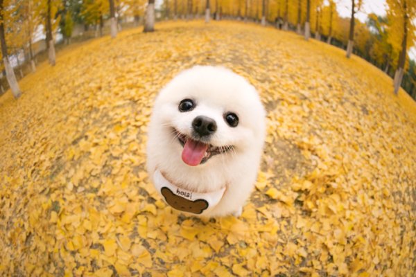 闪牛 狗狗：主人，我也有不舒服的那几天，应该怎么办？
